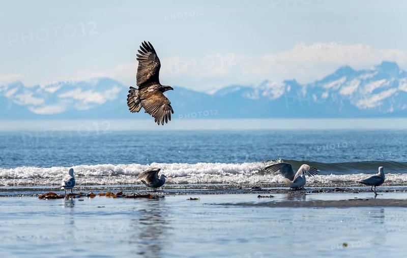 Bald eagle (Haliaeetus leucocephalus) in flight, Anchor Point at Cook Inlet, white mountain peaks of the Aleutian chain in the background, Anchor River State Recreation Area, Alaska, USA