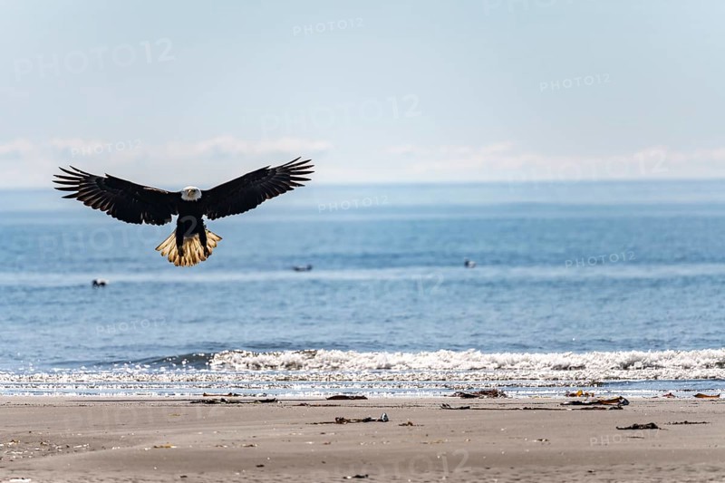 Bald eagle (Haliaeetus leucocephalus) landing on the beach, Anchor Point at Cook Inlet, Anchor River State Recreation Area, Alaska, USA