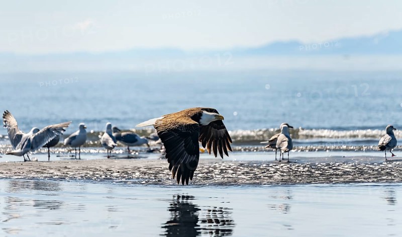 Bald eagle (Haliaeetus leucocephalus) in flight at the edge, Anchor Point at Cook Inlet, Anchor River State Recreation Area, Alaska, USA