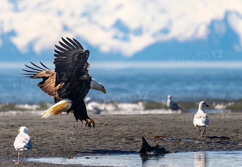 Bald eagle (Haliaeetus leucocephalus) landing on the beach with prey, Anchor Point at Cook Inlet, Anchor River State Recreation Area, Alaska, USA