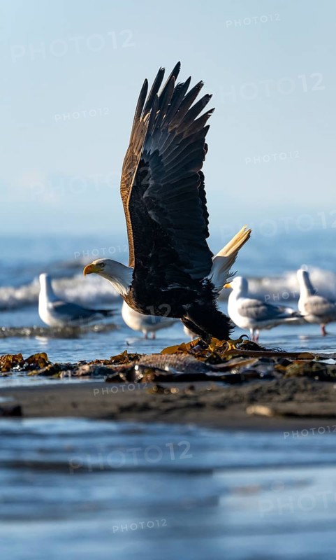 Bald eagle (Haliaeetus leucocephalus) on take-off, Anchor Point, Cook Inlet, Anchor River State Recreation Area, Alaska, USA