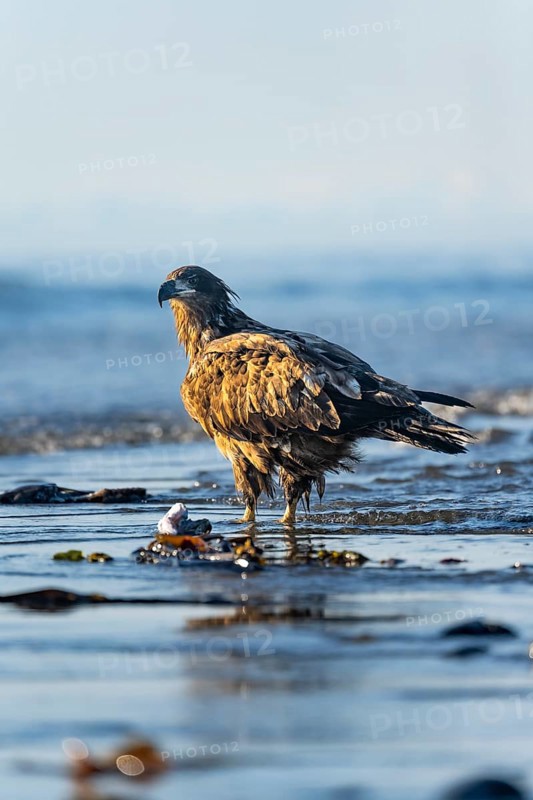 Bald eagle (Haliaeetus leucocephalus) on the beach, Anchor Point, Cook Inlet, Anchor River State Recreation Area, Alaska, USA