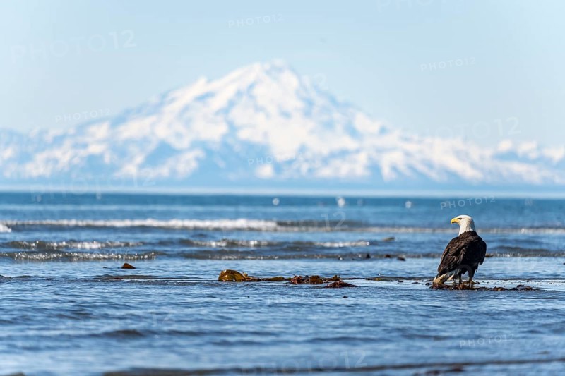 Bald eagle (Haliaeetus leucocephalus) sitting on the beach in the sea, Anchor Point at Cook Inlet, behind glaciated mountain peaks of the Aleutian chain with summit Mount Redoubt, Anchor River State Recreation Area, Alaska, USA