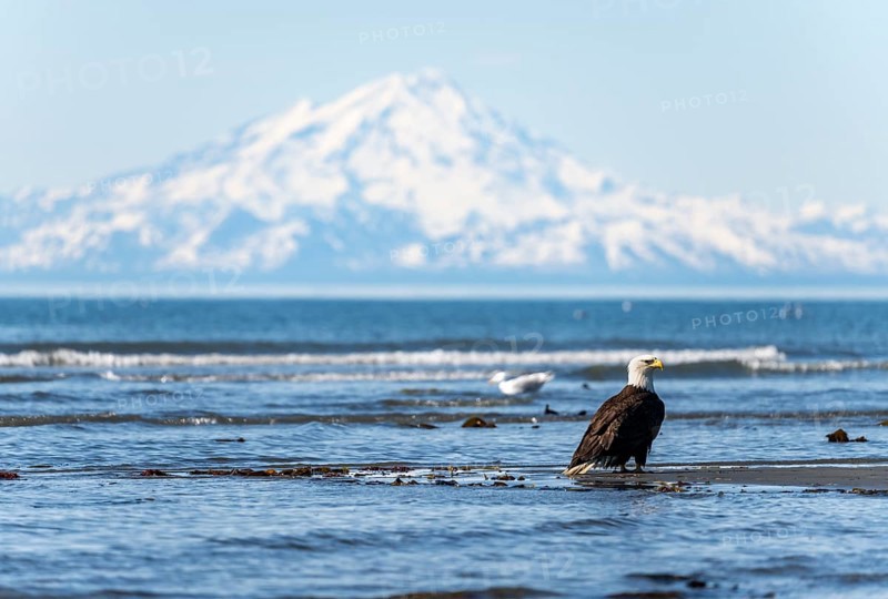 Bald eagle (Haliaeetus leucocephalus) sitting on the beach by the sea, Anchor Point at Cook Inlet, behind glaciated mountain peaks of the Aleutian chain with summit Mount Redoubt, Anchor River State Recreation Area, Alaska, USA