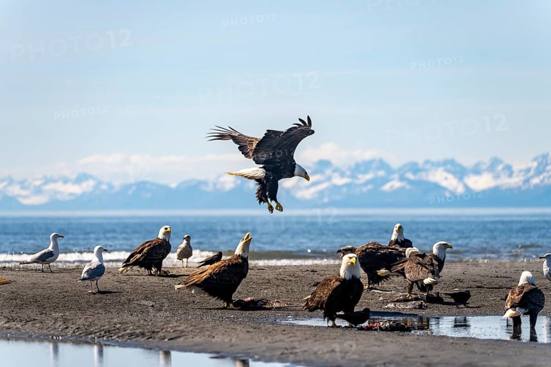Bald eagle (Haliaeetus leucocephalus) landing among other eagles on the beach, Anchor Point at Cook Inlet, Anchor River State Recreation Area, Alaska, USA
