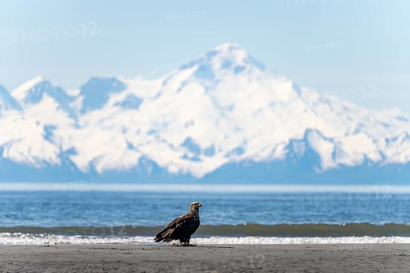 Bald eagle (Haliaeetus leucocephalus) sitting on the beach, Anchor Point at Cook Inlet, behind glaciated mountain peaks of the Aleutian chain with summit Mount Iliamna, Anchor River State Recreation Area, Alaska, USA