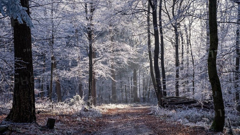 Wintery forest with hoarfrost on Königstuhl mountain, hiking trail, Rhein-Neckar district, Baden-Württemberg, Germany