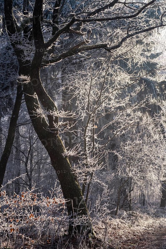 Wintery forest with hoarfrost on Königstuhl mountain, tree with backlight, Rhein-Neckar district, Baden-Württemberg, Germany