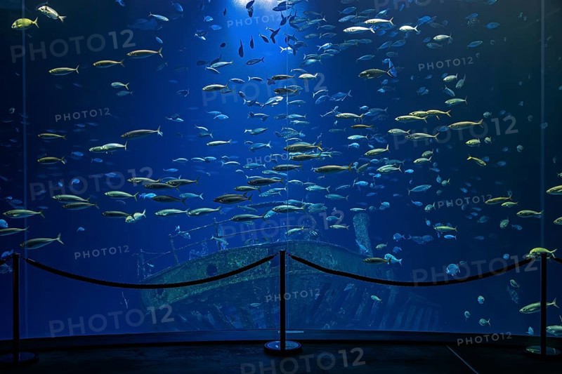 Fish in the huge aquarium in the Ozeaneum, Hanseatic City of Stralsund, Mecklenburg-Western Pomerania, Germany