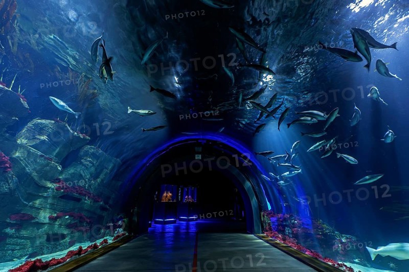 Tunnel aquarium in the Ozeaneum, Heligoland Tunnel, Hanseatic City of Stralsund, Mecklenburg-Western Pomerania, Germany