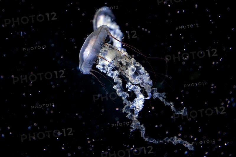 Jellyfish, compass jellyfish (Chrysaora hysoscella), Ozeaneum, Hanseatic City of Stralsund, Mecklenburg-Western Pomerania, Germany