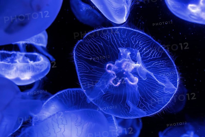 Jellyfish, moon jellyfish (Aurelia aurita) in the Ozeaneum, Hanseatic city of Stralsund, Mecklenburg-Western Pomerania, Germany