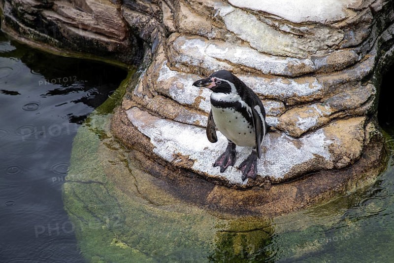 Humboldt penguin (Spenuiscus humboldti), penguin enclosure, Ozeaneum, Natukundemuseum, Stralsund, Mecklenburg-Vorpommern, Germany