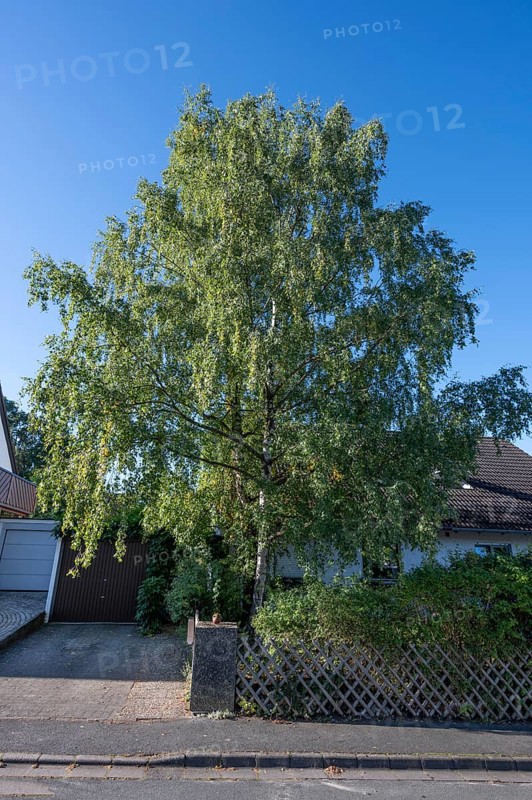 Fifty-year-old birch (Betula) in the front garden of a housing estate, Eckental, Middle Franconia, Bavaria, Germany