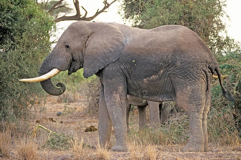 Elephant (Loxodonta africana), Amboseli National Park, Kenya, Africa, June 2000, vintage, retro, old, historical
