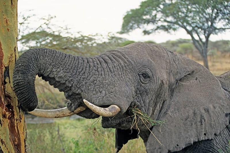 Elephant (Loxodonta africana) eating tree bark, Serengeti, Tanzania, Africa, June 2000, vintage, retro, old, historical
