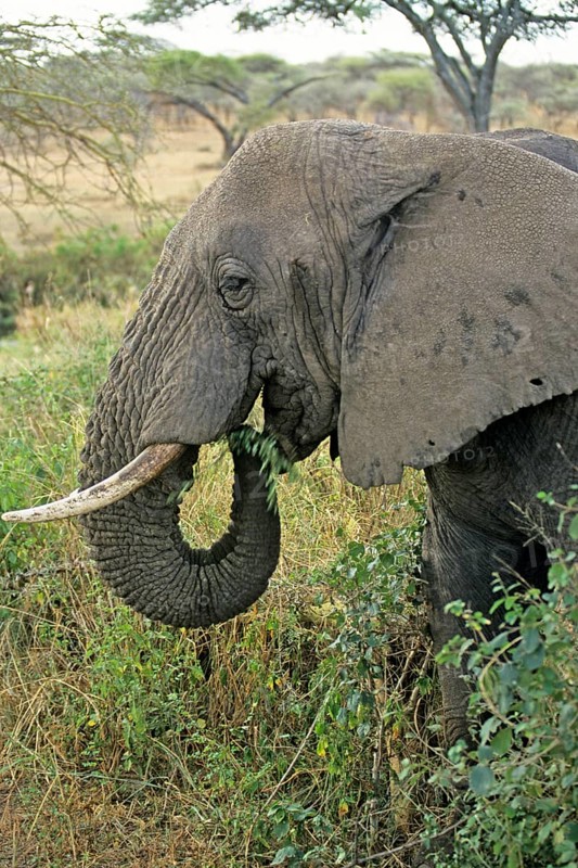 Elephant (Loxodonta africana), Serengeti, Tanzania, Africa, June 2000, vintage, retro, old, historical