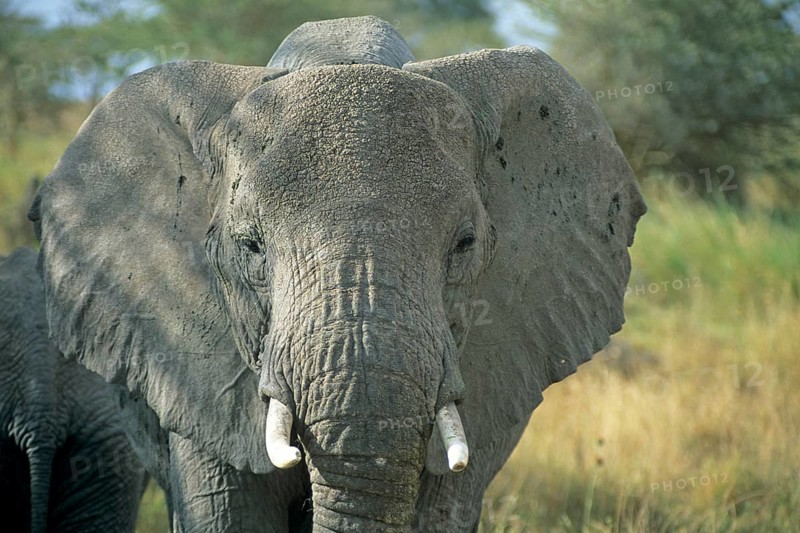 Elephant (Loxodonta africana), Serengeti, Tanzania, Africa, June 2000, vintage, retro, old, historical