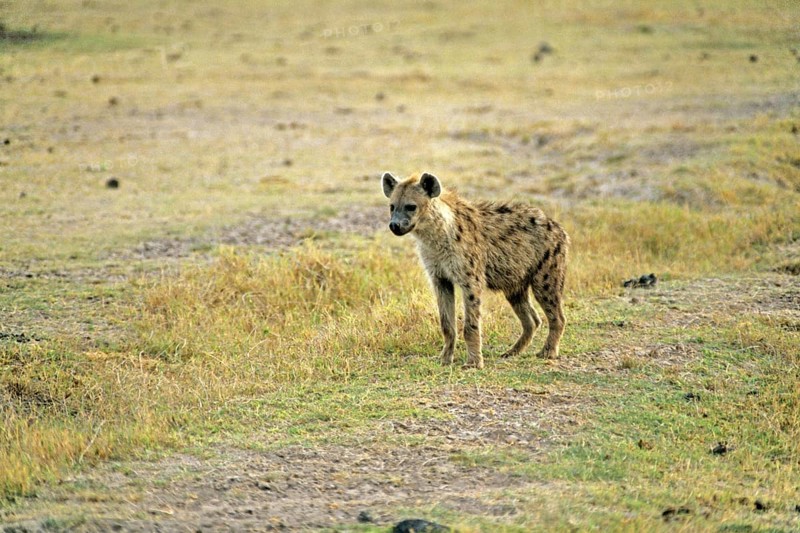 Spotted hyena (Crocuta crocuta) in Amboseli National Park, Kenya, Africa, June 2000, vintage, retro, old, historic