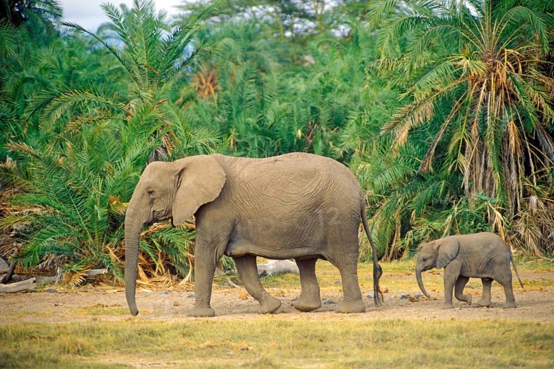 Elephant (Loxodonta africana) with young, Amboseli National Park, Kenya, Africa, June 2000, vintage, retro, old, historical