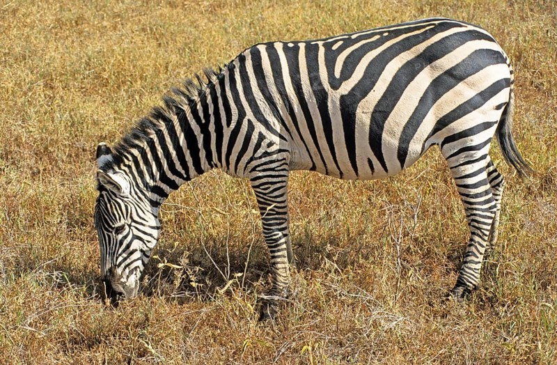 Steppe zebra (Equus quagga), Ngorongoro Crater, Tanzania, Africa, June 2000, vintage, retro, old, historical