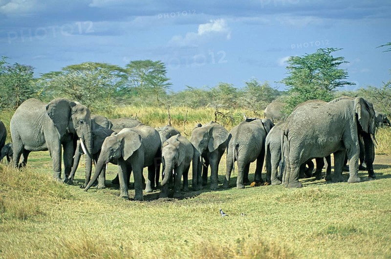 Herd of elephants (Loxodonta africana), Serengeti, Tanzania, Africa, June 2000, vintage, retro, old, historical