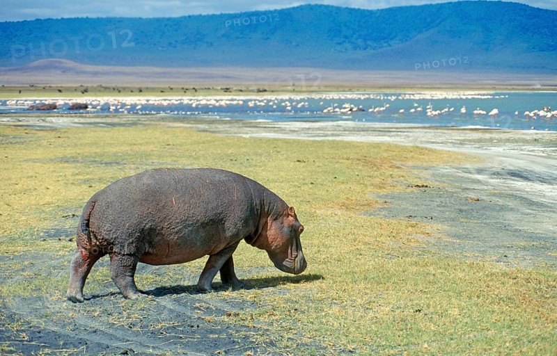 Hippopotamus (Hippopotamus amphibius) in the Ngorongoro Crater, Tanzania, Africa, June 2000, vintage, retro, old, historical