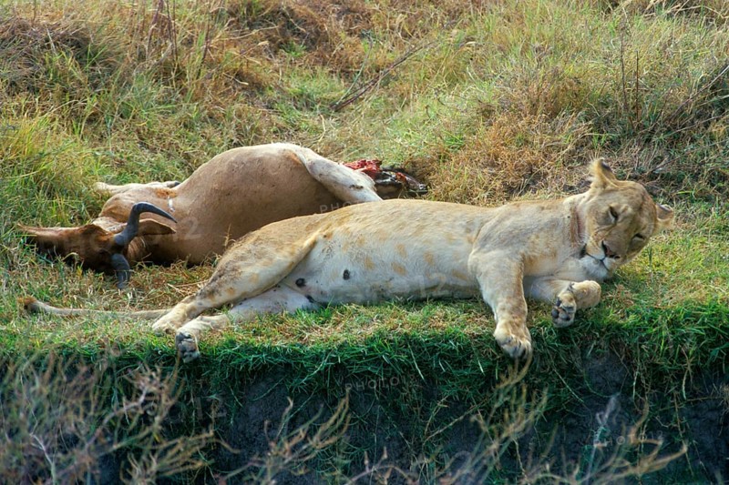 Lioness lying next to her prey, Ngorongoro Crater, Tanzania, Africa, June 2000, vintage, retro, old, historic