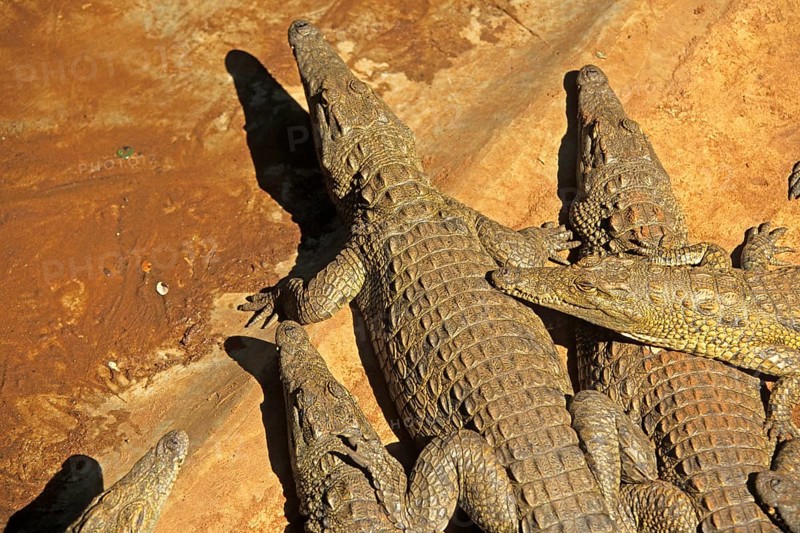 Nile crocodiles (Crocodylus niloticus), crocodile farm, Victoria Falls, Zimbabwe, Africa, June 2000, vintage, retro, old, historical