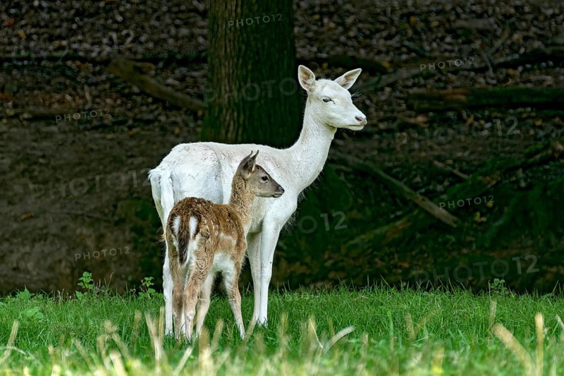 Damson (dama dama), adult doe, white fur due to leucism gene mutation, no albino, with calf on a meadow in a forest clearing, Vogelsberg, Büdingen Game Park, Wetterau, Hesse, Germany