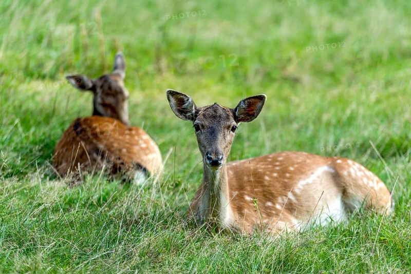 Dams (dama dama) Bald deer, hinds, resting on a meadow at the edge of the forest, Vogelsberg, Büdingen Game Park, Wetterau, Hesse, Germany