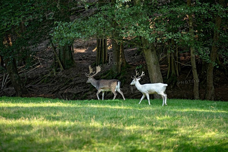 White shovel deer, fallow deer (dama dama), young animal, white fur due to leucism gene mutation, no albino, with adult spotted fallow deer, male with antlers in a meadow at the edge of the forest, Vogelsberg, Büdingen Wildlife Park, Wetterau, Hesse, Germany