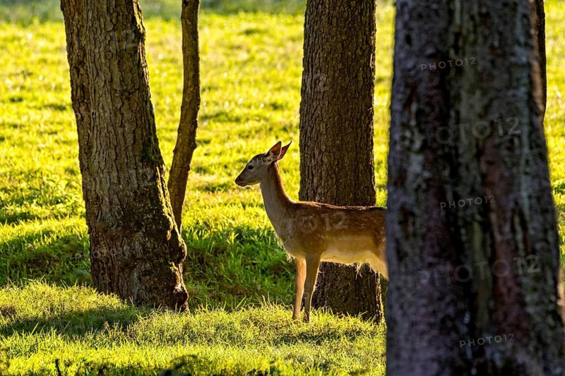Damson (dama dama), doe, hind, young animal, calf in a meadow at the edge of the forest in backlight, evening light, Vogelsberg, Wildpark Büdingen, Wetterau, Hesse, Germany