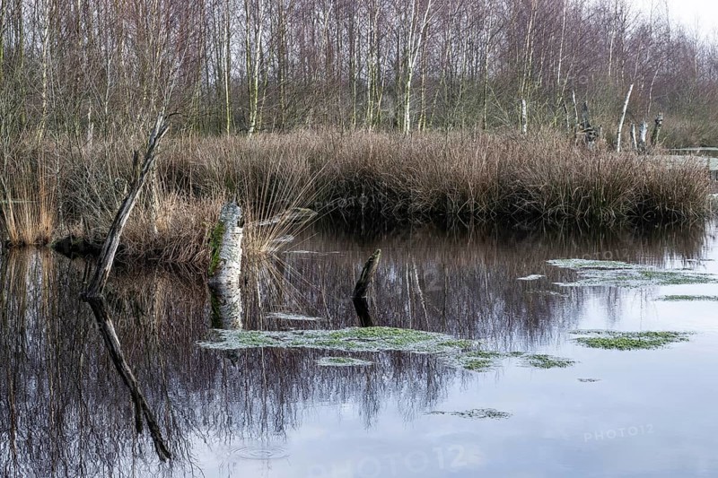 Moorland, Bargerveen, Drenthe, Netherlands