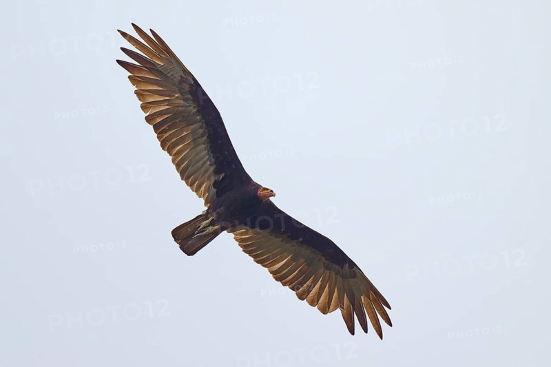 Greater yellow-headed vulture (Cathartes burrovianus) flying through the clear sky with outstretched wings, Rio Negro, Pantanal, UNESCO Biosphere Reserve, Mato Grosso, Brazil