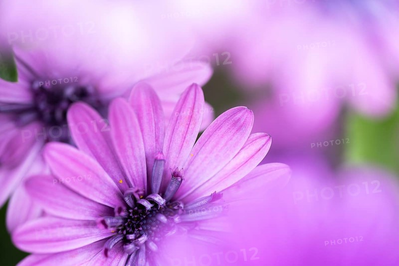 Cape basket (Osteospermum) detailed close-up of a purple flower with soft light and gently blurred foreground, Dortmund, North Rhine-Westphalia, Germany