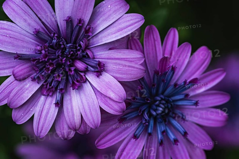 Cape basket (Osteospermum) two violet flowers in detailed close-up with dark, blue-violet flower centres in front of softly blurred background in soft light, Dortmund, North Rhine-Westphalia, Germany