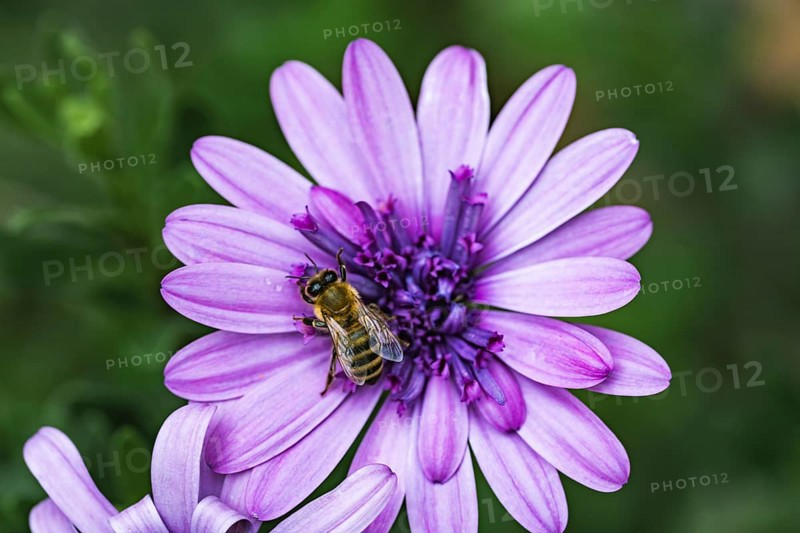 Bee (Apidae) sitting on a violet flower on a cape basket (Osteospermum) in a detailed close-up in front of a softly blurred green background in soft light, Dortmund, North Rhine-Westphalia, Germany
