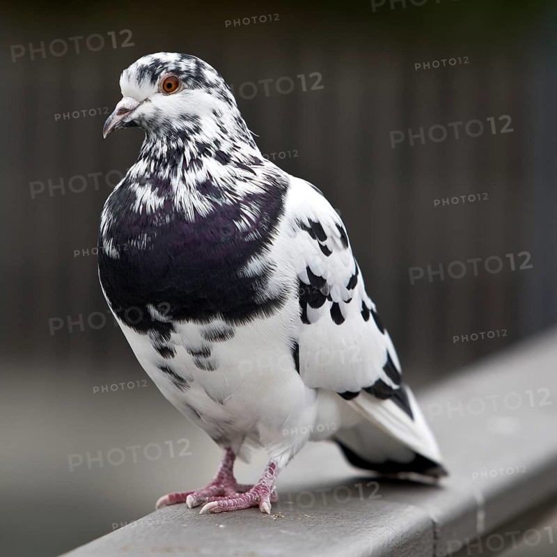 Pigeon (Columbidae) on a railing, Essen, Ruhr area, North Rhine-Westphalia, Germany