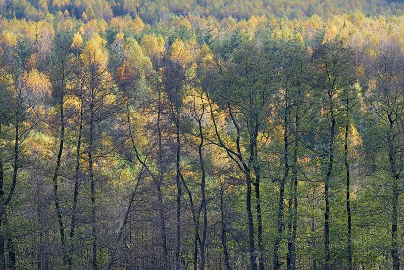 View over the autumn forest, Arnsberger Wald nature park Park, North Rhine-Westphalia, Germany