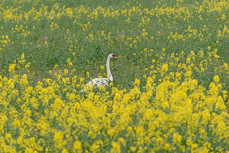 Mute swan (Cygnus olor) in an intercropped field, yellow mustard (Sinapis), North Rhine-Westphalia, Germany