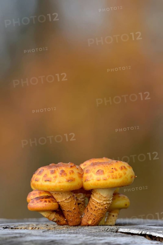 Goldfell-Schüppling (Pholiota aurivella) in autumn forest, Arnsberg Forest nature park Park, North Rhine-Westphalia, Germany