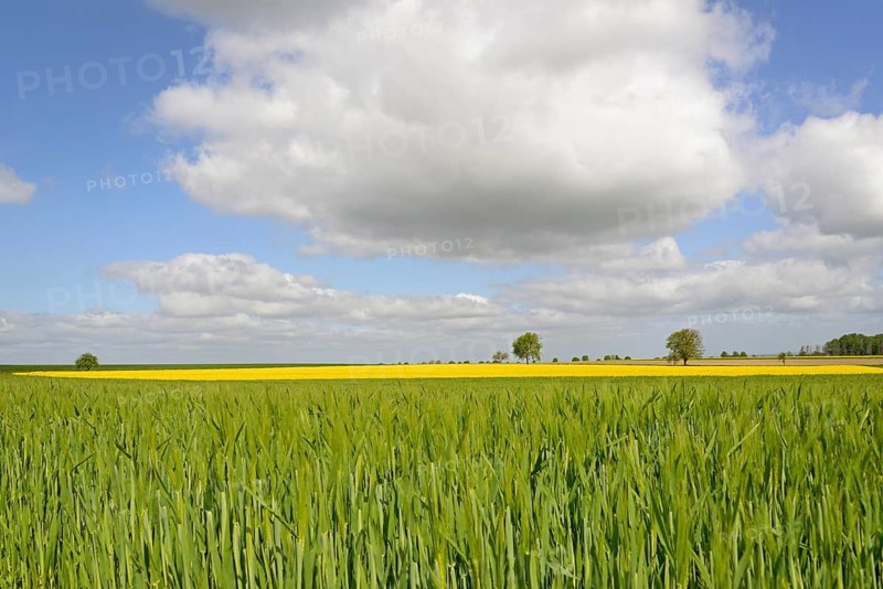 Field landscape, green grain field and flowering rape field (Brassica napus), deciduous trees, row of trees, blue cloudy sky, North Rhine-Westphalia, Germany