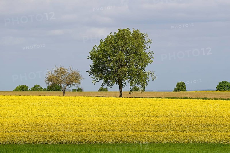 Deciduous trees, row of trees in the field landscape, green grain field and flowering rape field (Brassica napus), blue cloudy sky, North Rhine-Westphalia, Germany