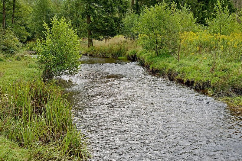Forest stream in the Arnsberg Forest, goldenrod (Solidago) spreading along the bank, inflorescences, Arnsberg Forest nature park Park, North Rhine-Westphalia, Germany