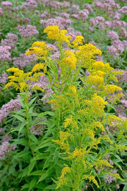 Goldenrod (Solidago) and Hemp agrimony (Eupatorium cannabinum) in bloom, Arnsberg Forest nature park Park, North Rhine-Westphalia, Germany