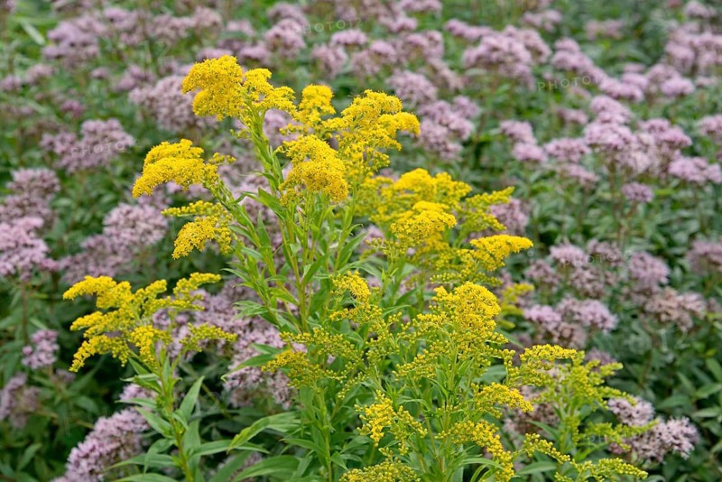 Goldenrod (Solidago) and Hemp agrimony (Eupatorium cannabinum) in bloom, Arnsberg Forest nature park Park, North Rhine-Westphalia, Germany