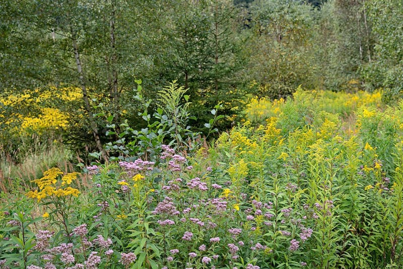 Hemp agrimony (Eupatorium cannabinum) and goldenrod (Solidago) in bloom, Arnsberg Forest nature park Park, North Rhine-Westphalia, Germany