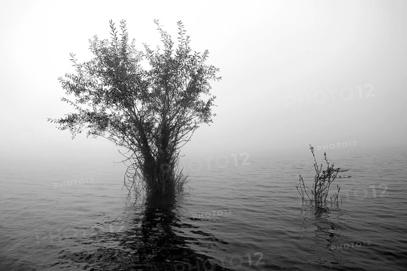 Hennesee, willows (Salix) in the fog, black and white, Hennetalsperre, Naturpark Sauerland-Rothaargebirge, North Rhine-Westphalia, Germany