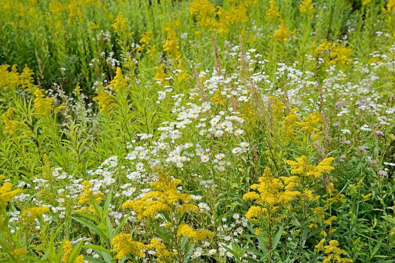 Erigeron annuus (Erigeron annuus) and goldenrod (Solidago) in bloom, Arnsberg Forest nature park Park, North Rhine-Westphalia, Germany